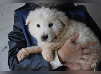 Clyro - SOS - Weiß jemand, was aufpassen eigentlich heißt ?