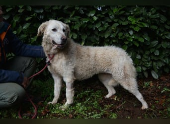 Generosa - Ein Adler bleibt ein Adler...