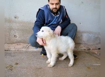 Calira - SOS - Weiß jemand, was aufpassen eigentlich heißt?