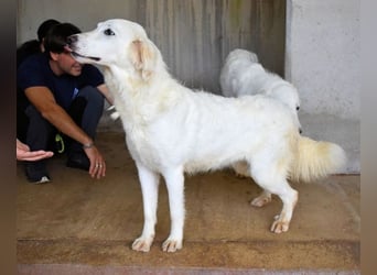 Harriette - weiß, es wird einmal ein Wunder gescheh'n