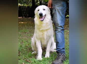 Ariotte - Weiße Schönheit liebt Menschen und sucht Dich!