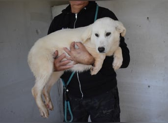 Ryther - Für diese traurige Geschicht...