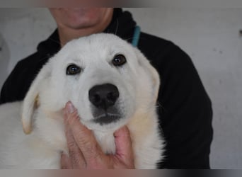 Ryther - Für diese traurige Geschicht...