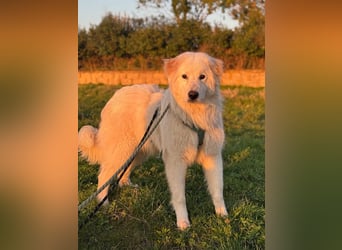 Caramel - ein sanfter Junge auf der Suche nach Vertrauen