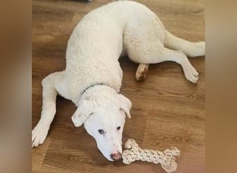 Boss - So viel Abenteuerliches...