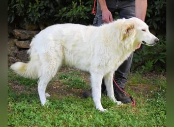 Kandie - Allein im Grau