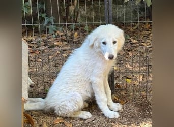 Cedro - Verständnis, Liebe & Geduld!