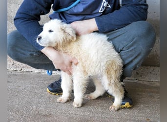 Clyro - SOS - Weiß jemand, was aufpassen eigentlich heißt ?