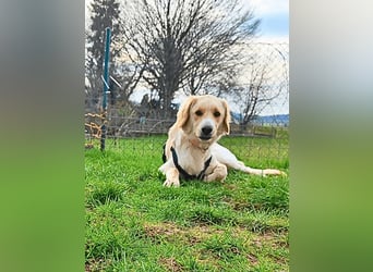 Neve - vorsichtig, anhänglich und bereit zu vertrauen