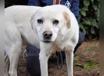 Talete - NOTFALL - Wenn man ehrlich ist