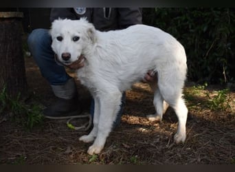 Saabira - So jung und so chancenlos ...