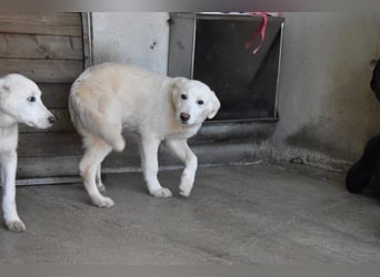 Rionel - Für diese traurige Geschicht...