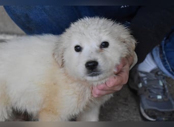 Cilwen - SOS - Weiß jemand, was aufpassen eigentlich heißt ?