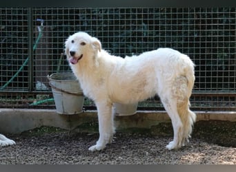 Alida - Unter dem Mantel der Verwahrlosung