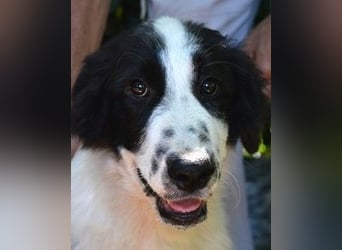 Lambertino - Pünktchen möchte nach Hause