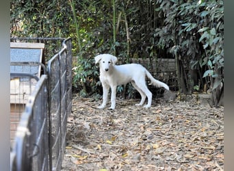 Calendula - Was noch nicht ist, kann immer noch werden!