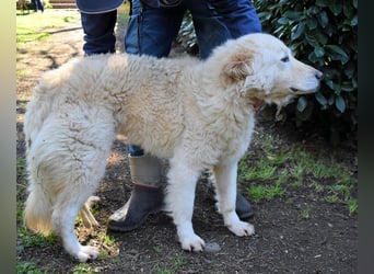 Fyona - Hell wie das Licht