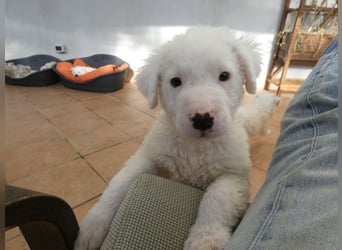 Boss - So viel Abenteuerliches...