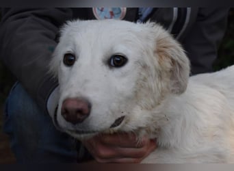 Sterling - So jung und so chancenlos ...