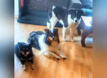 Uriel -  Zeigst du mir den Weg?