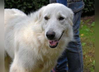 Ariotte - Weiße Schönheit liebt Menschen und sucht Dich!