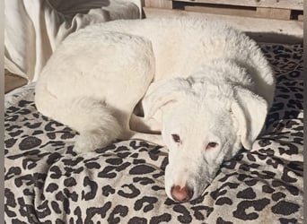 Boss - So viel Abenteuerliches...