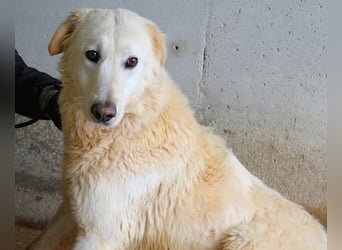 Frieder - Gibt es ein Leben jenseits von Schmerz und Einsamkeit?