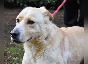 Admeto - Nur ein Wunsch: endlich nach Hause!