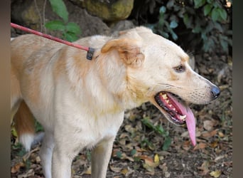 Admeto - Nur ein Wunsch: endlich nach Hause!