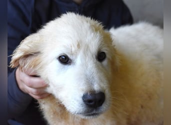 Clyro - SOS - Weiß jemand, was aufpassen eigentlich heißt ?