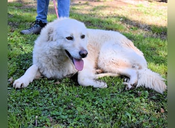 Fyona - Hell wie das Licht