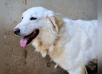 Harriette - weiß, es wird einmal ein Wunder gescheh'n