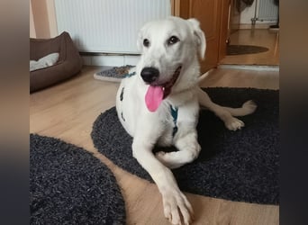 Seppiolino: Traumhund für aktive Menschen