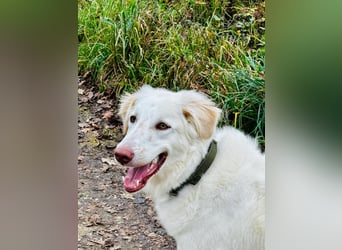 Milo: ein Schatz, der immer lacht