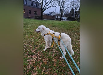 Milo: ein Schatz, der immer lacht