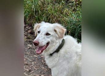 Milo: ein Schatz, der immer lacht