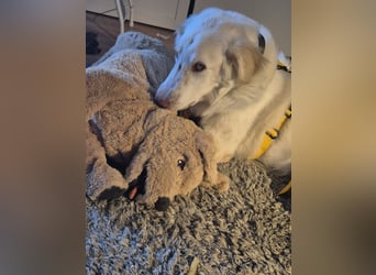 Milo: ein Schatz, der immer lacht