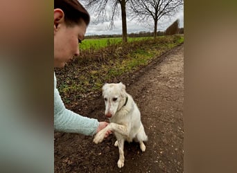 Milo: ein Schatz, der immer lacht