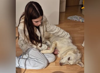 Milo: ein Schatz, der immer lacht