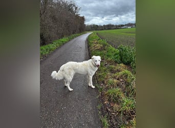 Milo: ein Schatz, der immer lacht