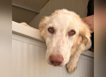 Milo: ein Schatz, der immer lacht