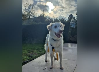 Milo: ein Schatz, der immer lacht