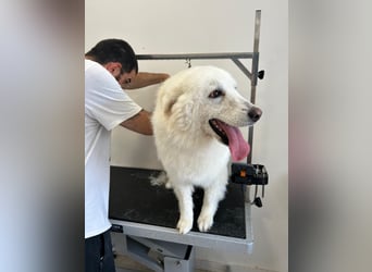 Bianca – Die liebevolle Maremmano-Mix-Hündin sucht ihre Herzensmenschen