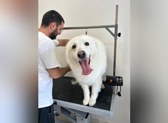 Bianca – Die liebevolle Maremmano-Mix-Hündin sucht ihre Herzensmenschen