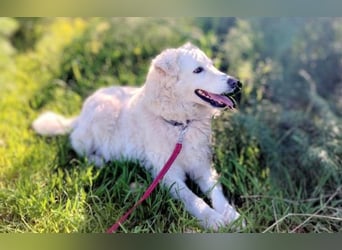 Bianca – Die liebevolle Maremmano-Mix-Hündin sucht ihre Herzensmenschen