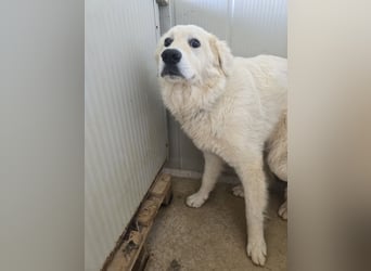 Girella: Schönheit und Reinrassigkeit nutzen ihr nichts