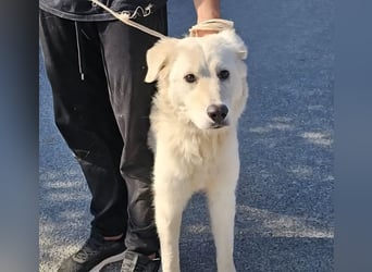 Girella: Schönheit und Reinrassigkeit nutzen ihr nichts