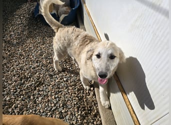 Tito: ein Wuschel zum Kuscheln