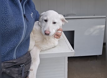 Clarissa: von der Flasche ins Tierheim