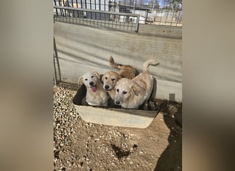 Tito: Traumhund ohne Wenn und Aber